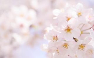 【小阪裕司コラム第161話】かくして桜は満開になった